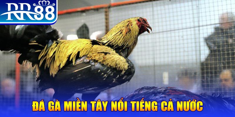 sh bet đá gà 88